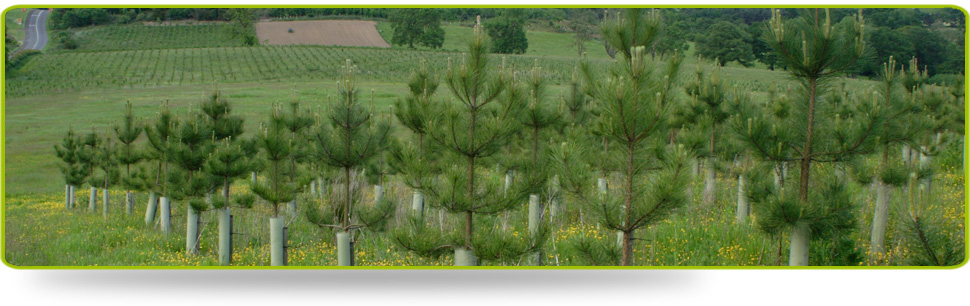A stand of newly-planted trees